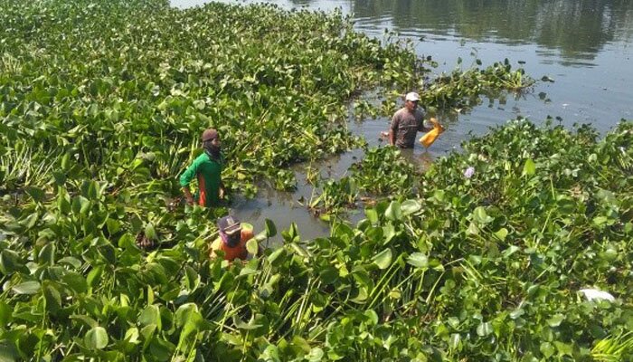 Sejumlah petugas dari DLH Kota Tangsel saat membersihkan tanaman eceng gondok dari Situ Ciledug, Pamulang. (anton)