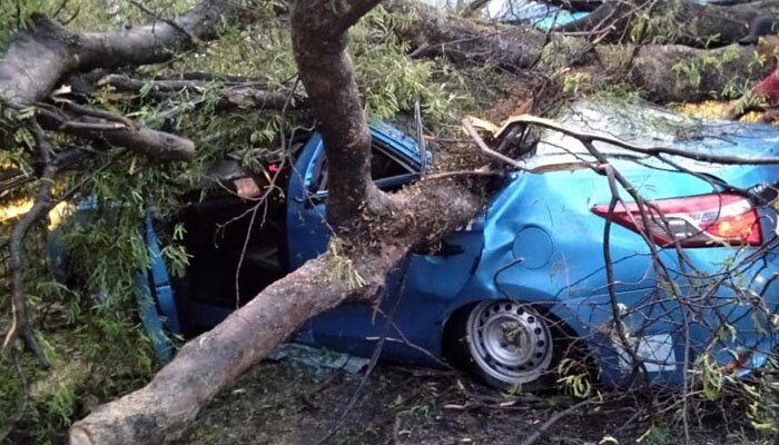 Kondisi mobil taksi yang tertimpa pohon asem di pinggir Jl. Raya Bogor tengah dievakuasi menggunakan alat berat. (anton)