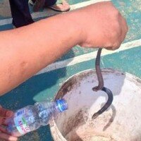 Salah satu anak ular jenis King Cobra yang berhasil ditangkap warga perumahan Royal Citayam Regensi, Bojonggede. (anton)