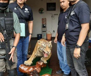 Polisi temukan sejumlah hewan langka diawetkan dari Pengusaha Abdul Malik pengemudi Lambhorgini yang todongi 2 Pelajar SMA di Kemang, Jaksel.(adji)