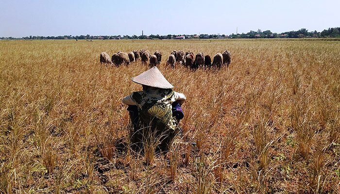 Tanaman padi gagal panen akibat kekeringan dijadikan tempat menggembala kambing. (taryani)