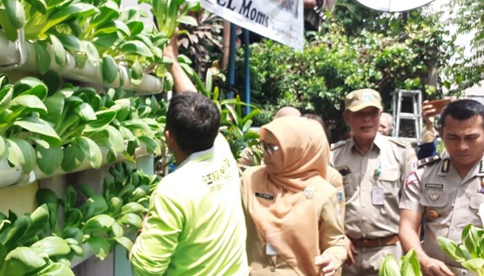 Panen sawi pakcoy yang dihasilkam warga RW 04 Ciracas. (ifand)