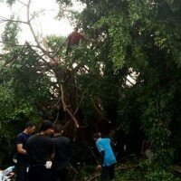 Sejumlah petugas PT KAI stasiun Serpong yang tengah memangkas pohon beringin yang tumbang. (anton)