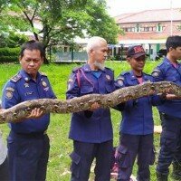 Ular sanca kembang yang berhasil ditangkap anggota Damkar Tangsel di perumahan Pamulang Indah, Pamulang. (anton)